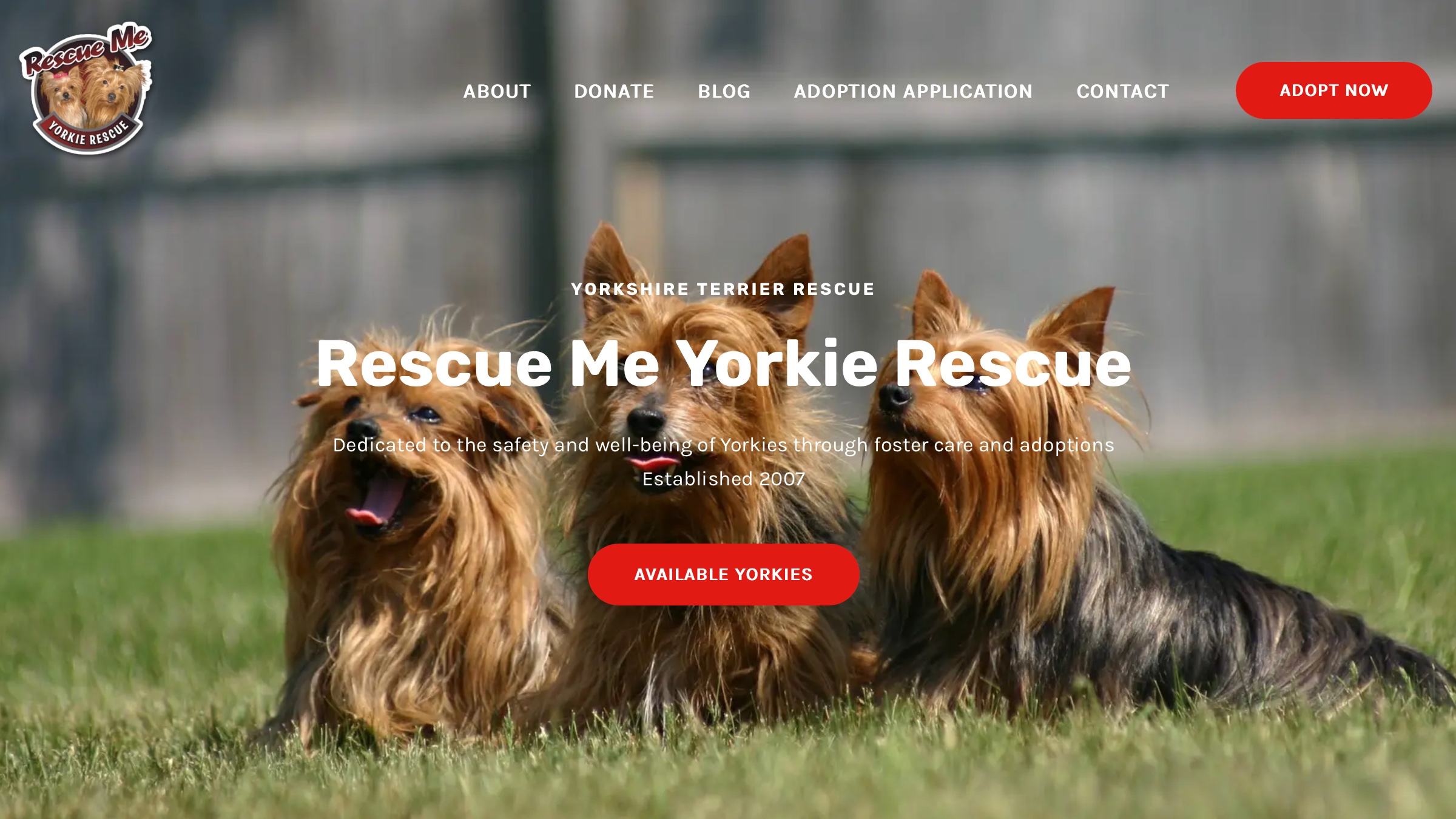 Yorkie puppy fashion rescue