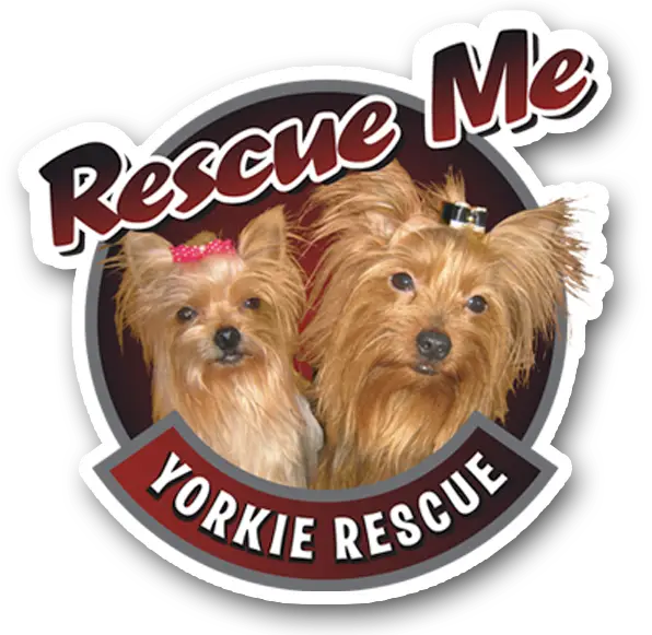 Adopt a pet shops yorkie