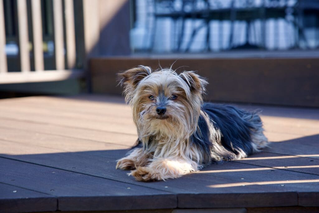 Yorkshire shops terrier rescue near me