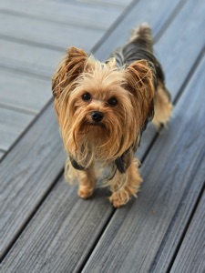 Yorkies For Adoption - Yorkie Rescue Me